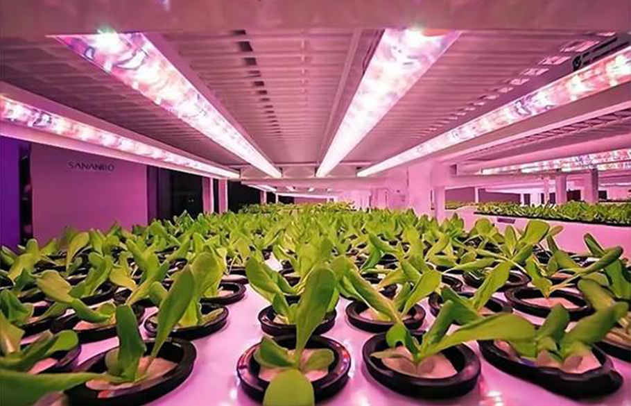 旭宇光電植物照明LED：中小功率紅光方案，超高性價比之選！