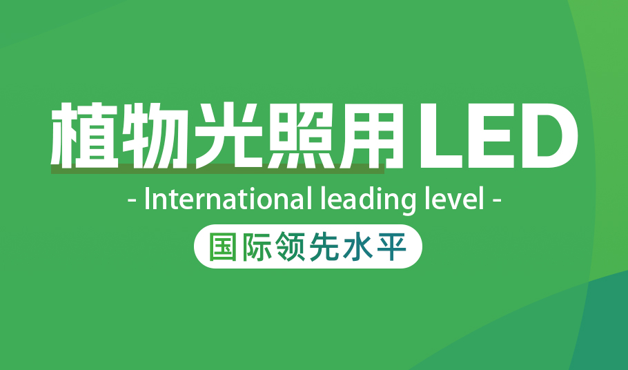 旭宇光電植物照明LED：高光量子效率驅動農業現代化與節能